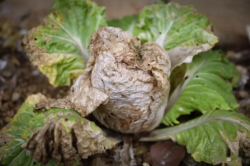 网上吹得神乎其神的自制有机肥，烂菜叶直接覆土真的可行吗？
 
很多种菜博主都分享