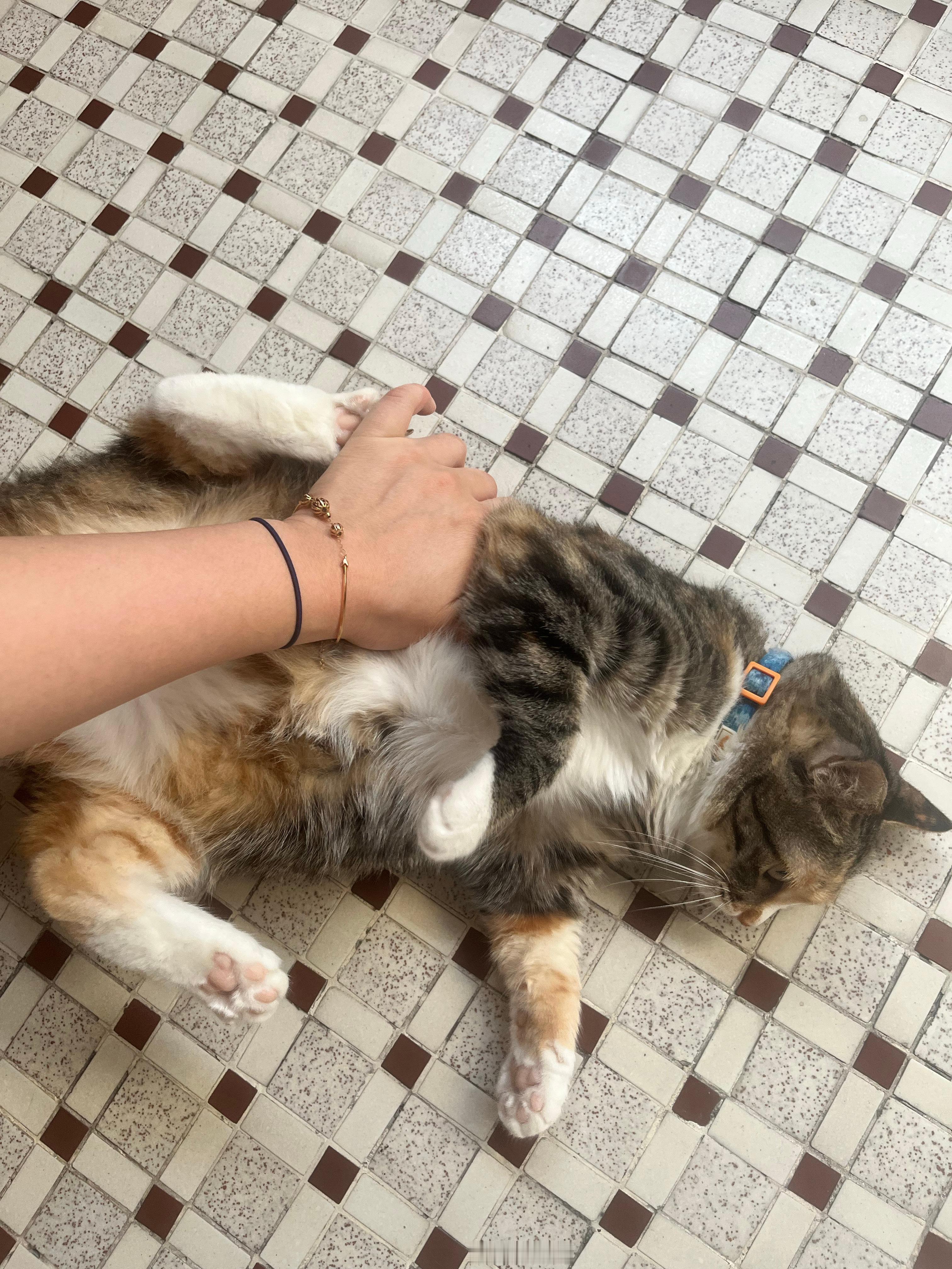 垃圾猫条条 