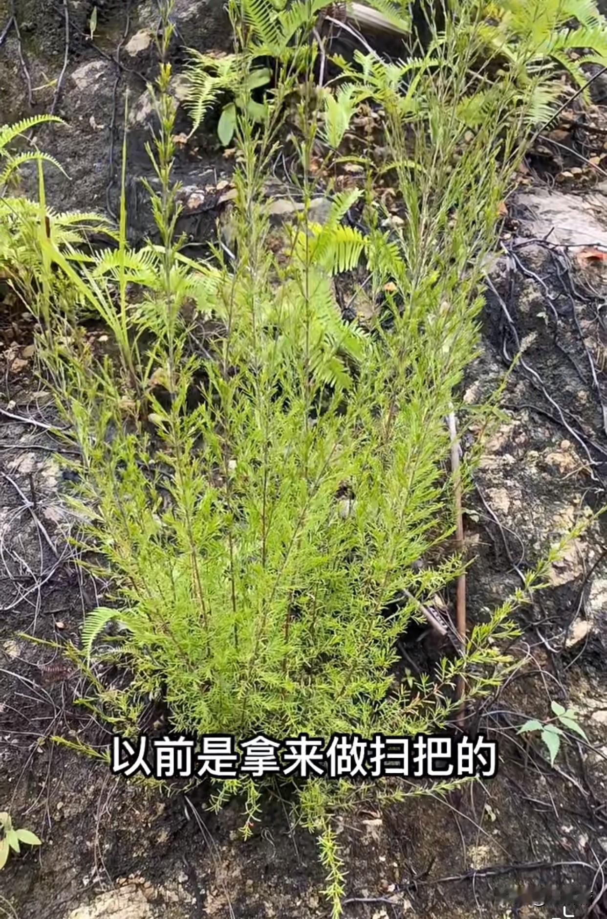 客厅不放假花，门口不放扫把？
妈妈的做法却是相反的，
她就喜欢把扫把倒立在门口旁