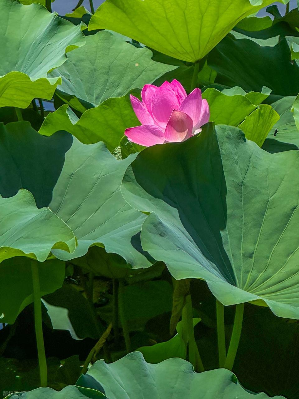 任何时候，都不要轻易停下脚步。用一颗平常之心，看人生得失成败。当你看淡得失、无谓