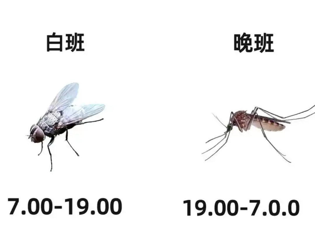 夏季两大“顶流”值班表！ ​​​
