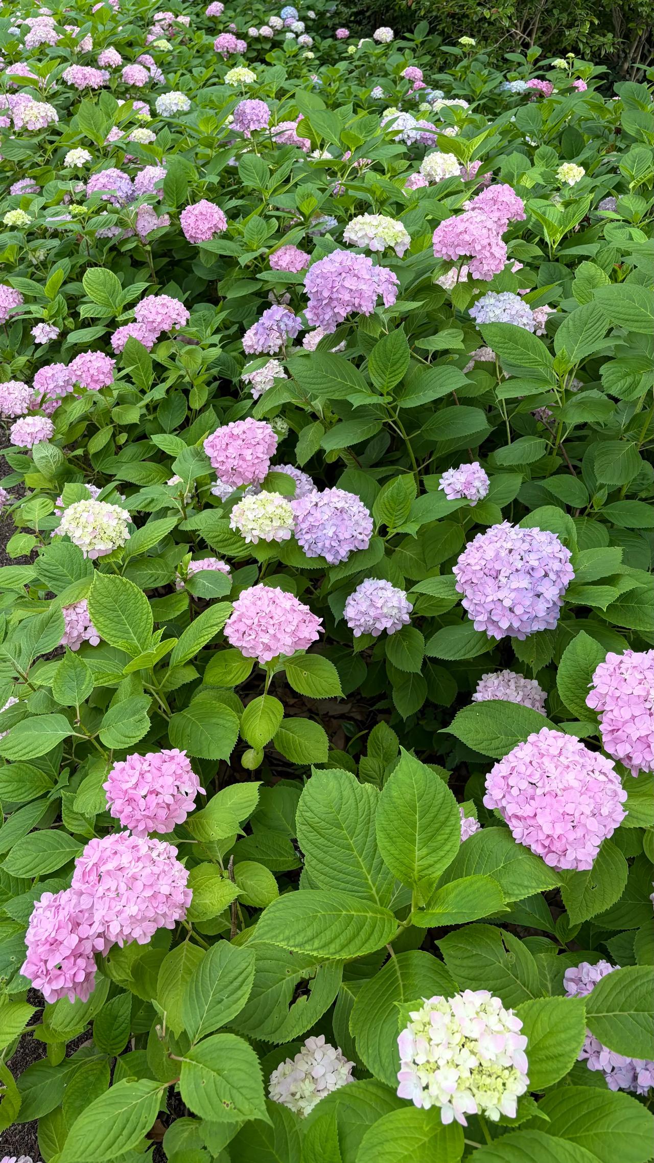 @豆包 这是什么花？