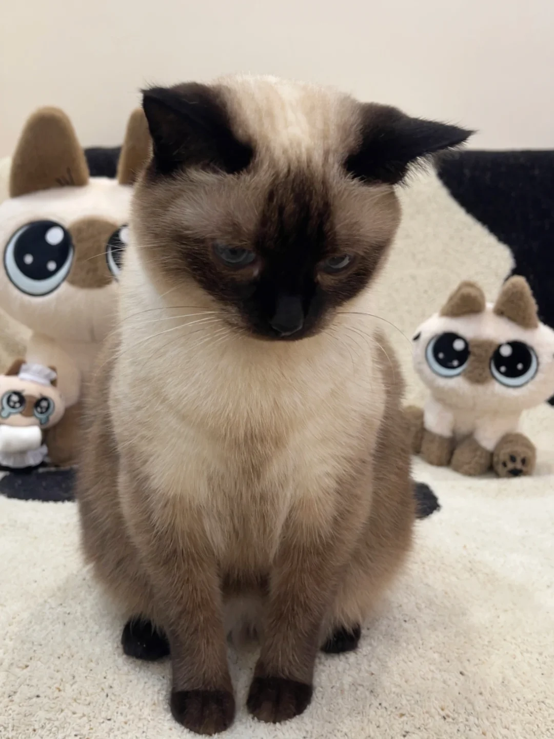 委屈小猫🥺不给她吃零食就这样了