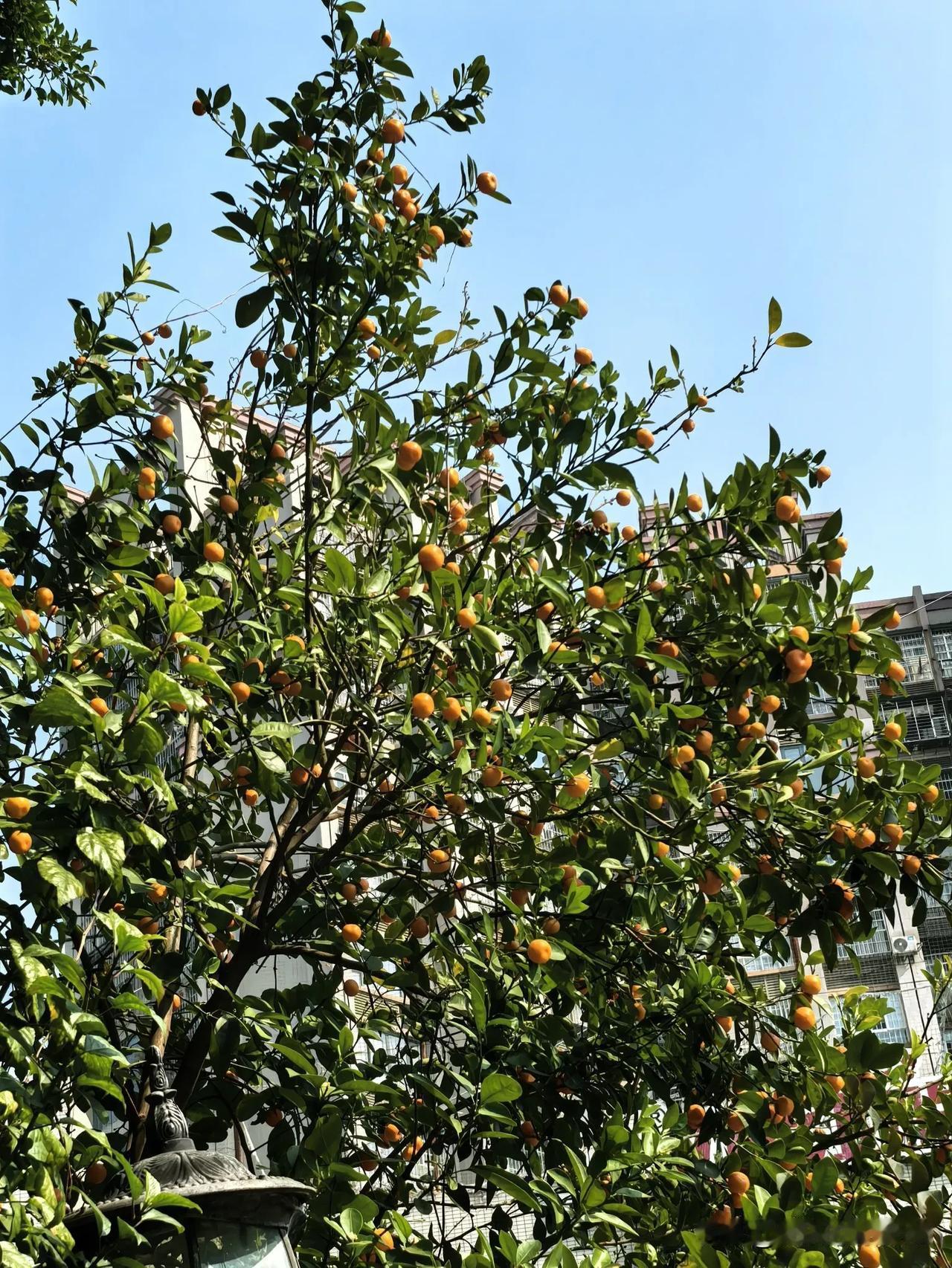 晒图笔记大赛今天大寒节气，但我们这里温暖如春，室外温度24℃，室内20℃。本人中