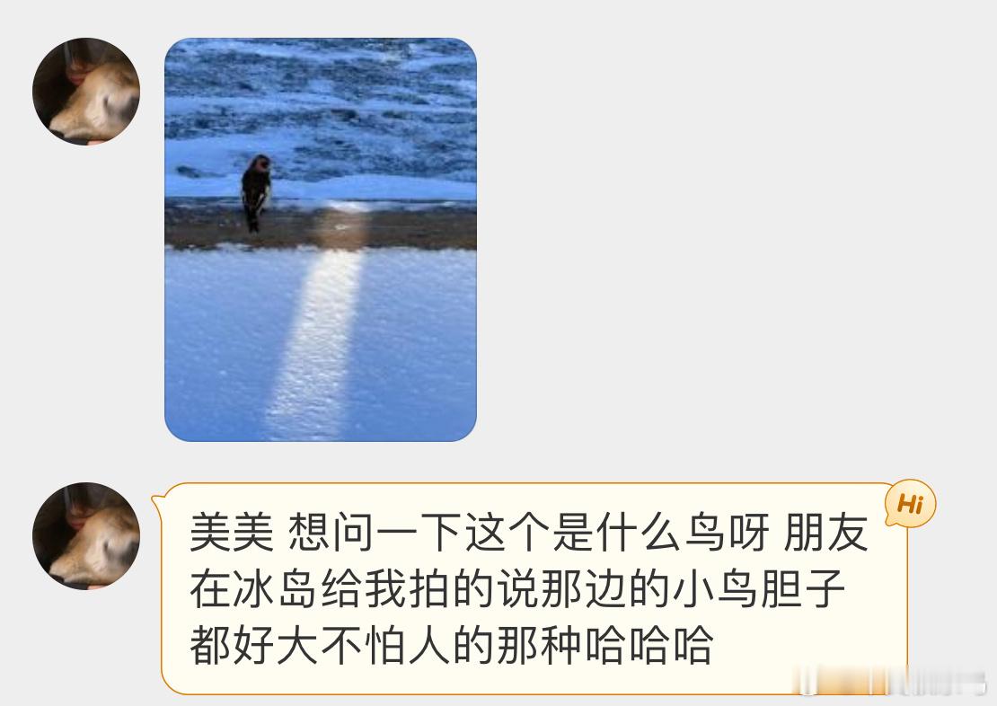 #鸟粉投稿# 坐标：冰岛🇮🇸雪地里的【雪鹀wú】旁边的一束阳光使得画面更美了