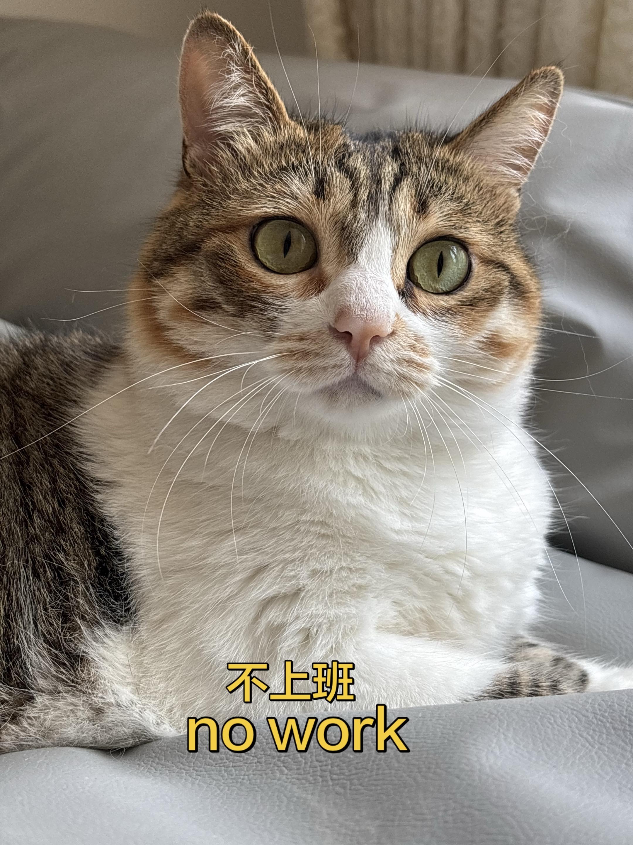 咪只负责可爱