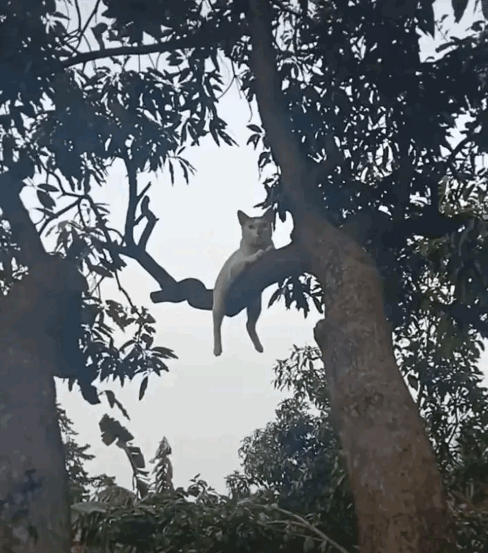 猫猫：老登，我抛弃你了嗷！​​​