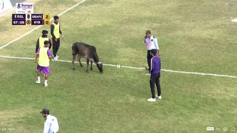 罕见！印度超联赛因母牛闯入中断 
