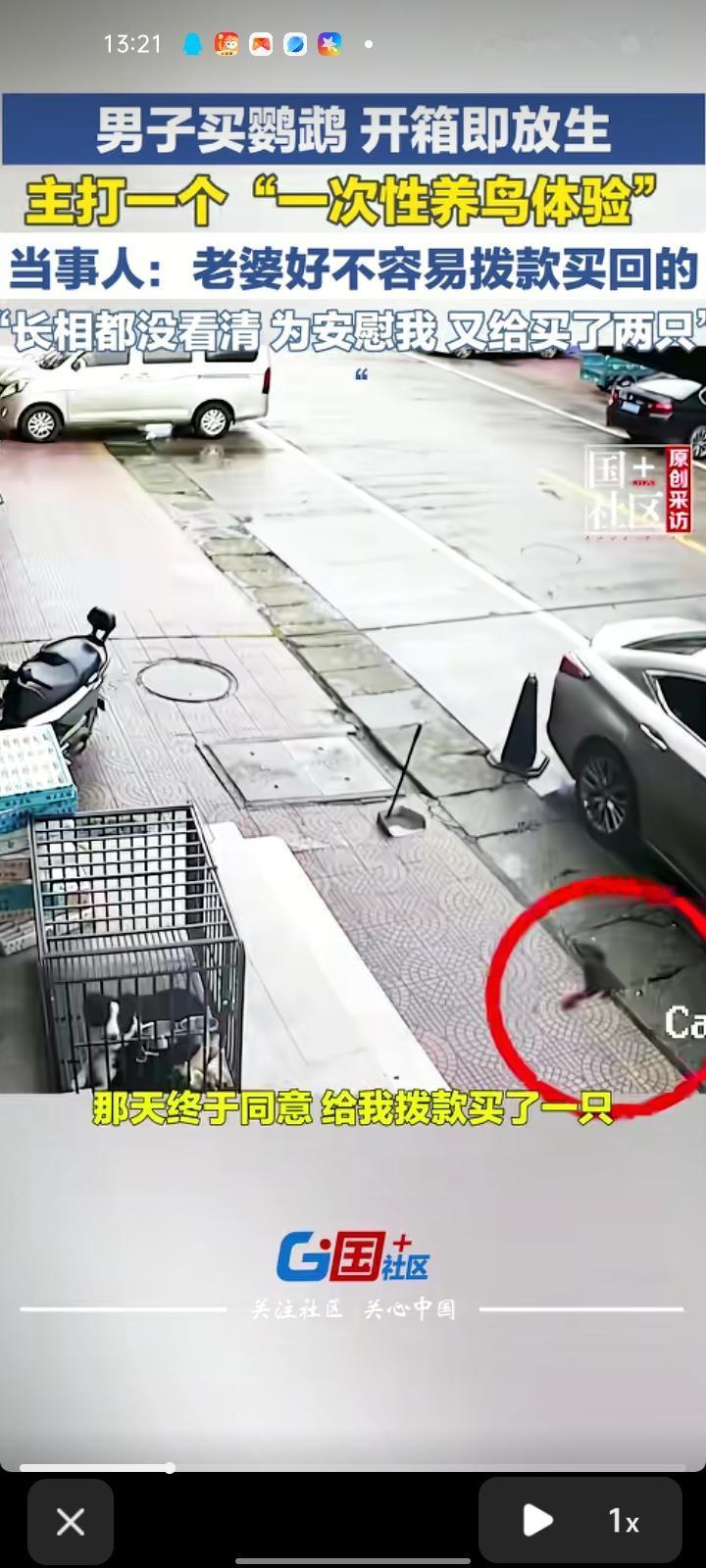 5月21日，泉州南安市。男子网购一只鹦鹉，开箱时鹦鹉直接飞走了，主打一个“一次性