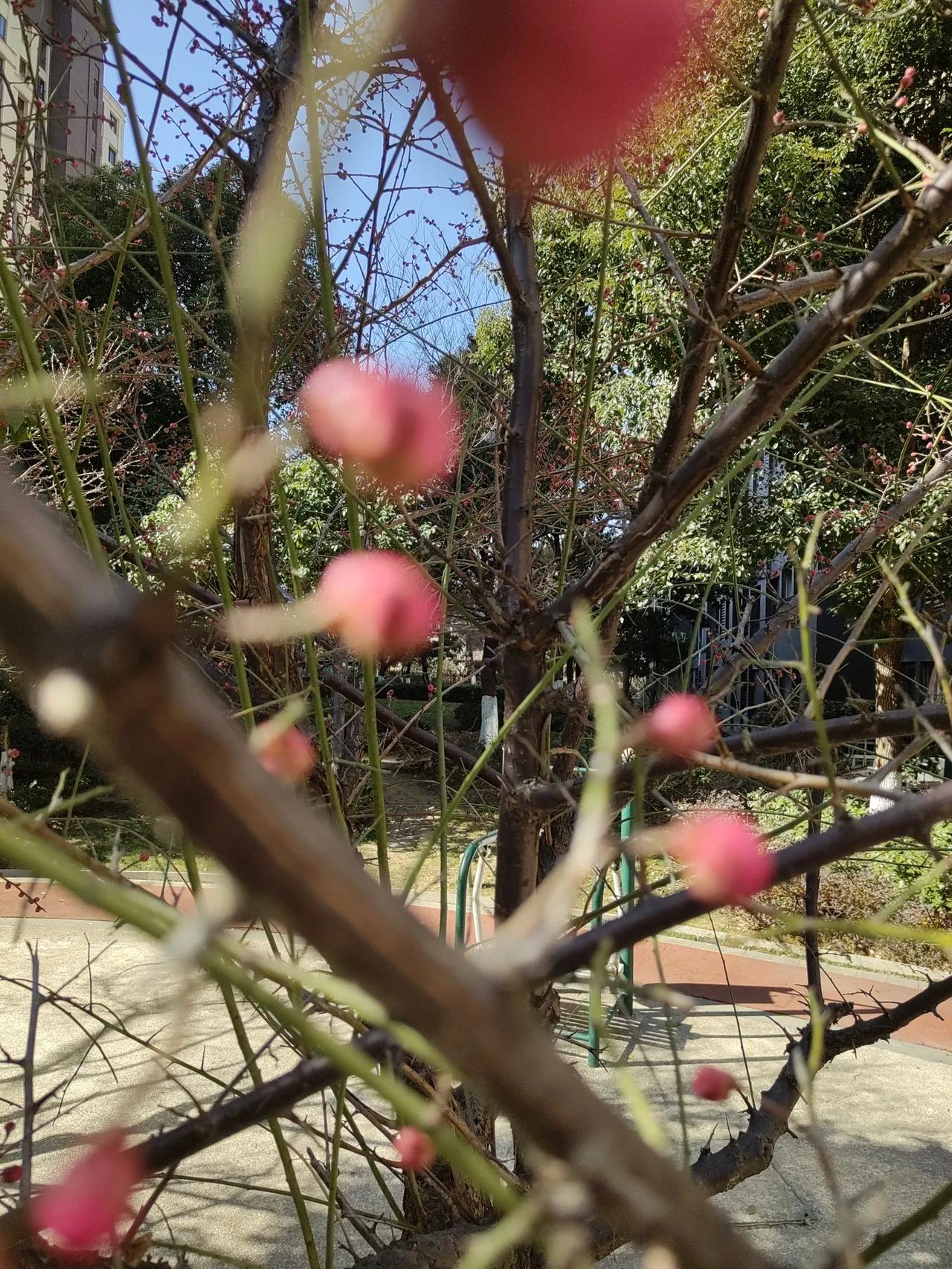 春到人间（散文诗）

时节冲破严寒报春了。
在寒冷中春走来，响亮地出现在远方的天