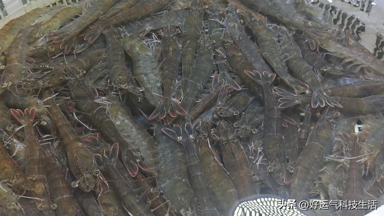 朋友们你们人是图里的虾是什么虾?这是日本对虾，青岛本地俗称花尾虾，也常被大家顺口
