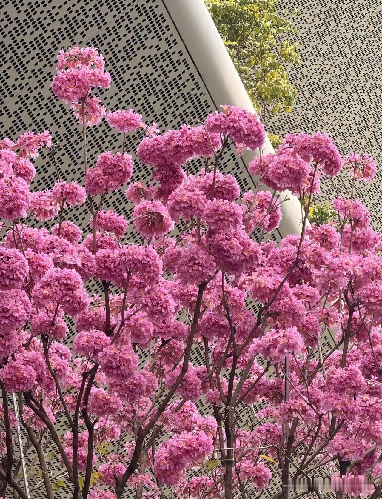 谁懂啊！广州冬天居然藏着一片粉紫色春天——琶洲炳胜品味门口的樱花正炸满枝头，粉的