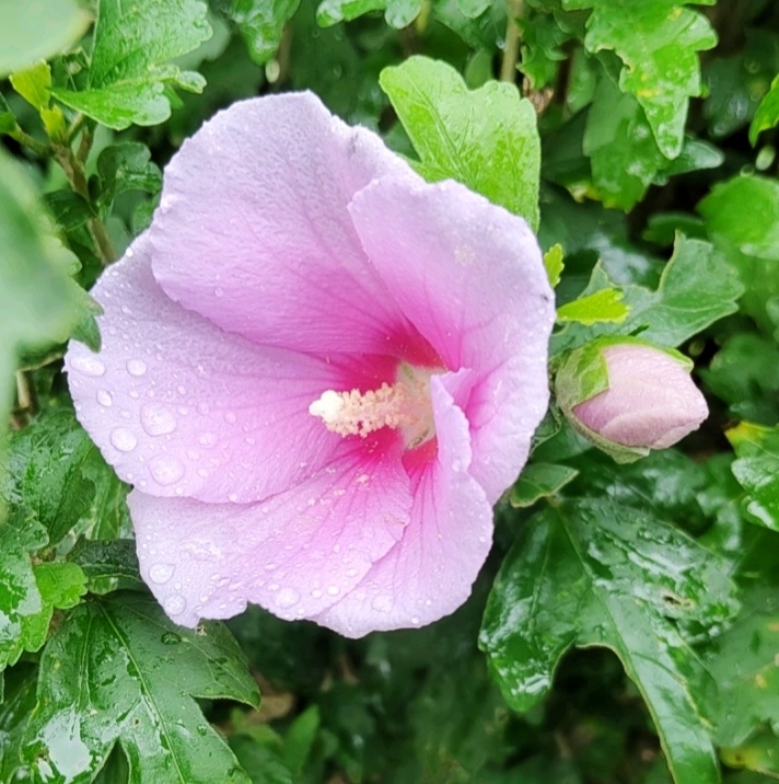 立秋夏天悄悄退场，秋天轻轻敲门愿这个季节：微风不燥，日子不慌，想要的都在路上~ 