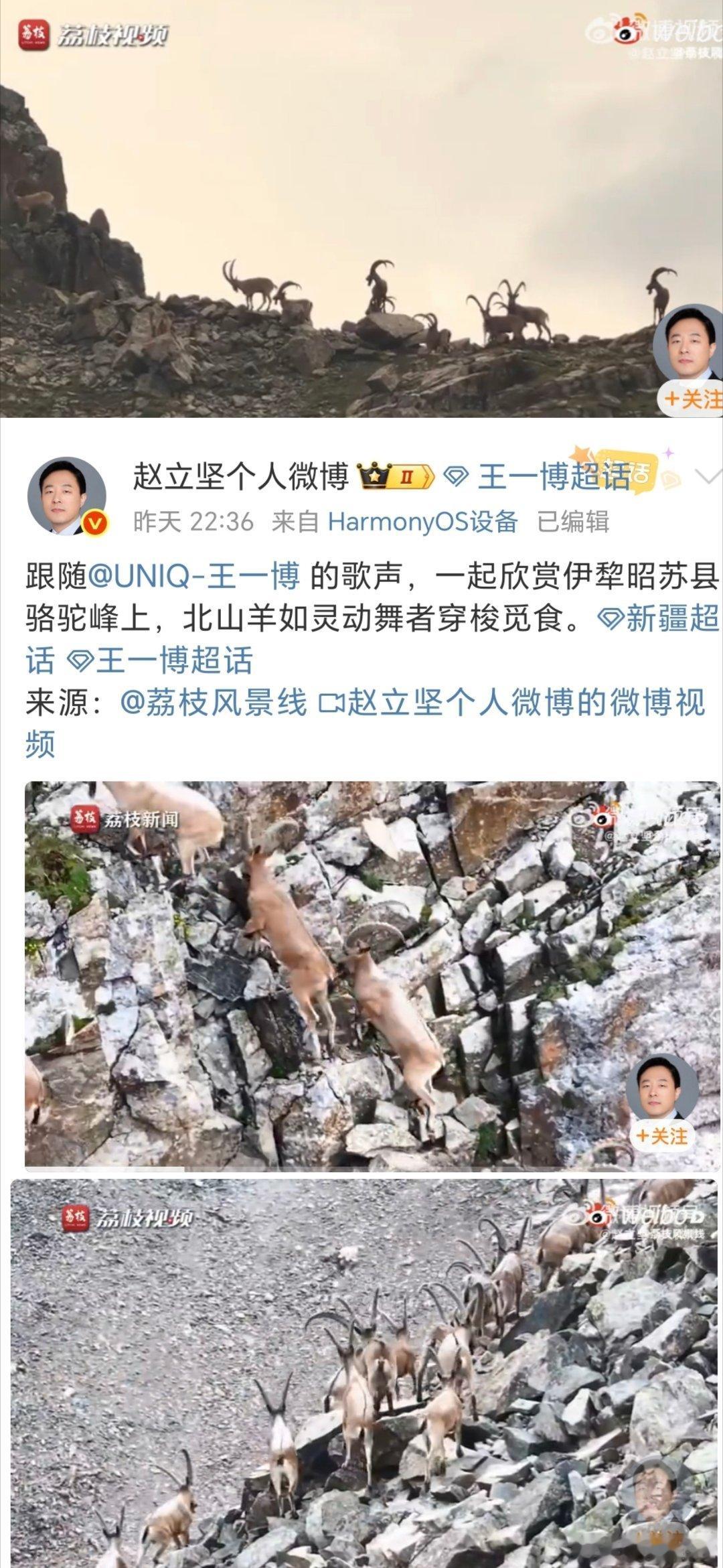 是北山羊，不是岩羊！它们在角部形态，栖息环境，体表特征等方面存在区别……    
