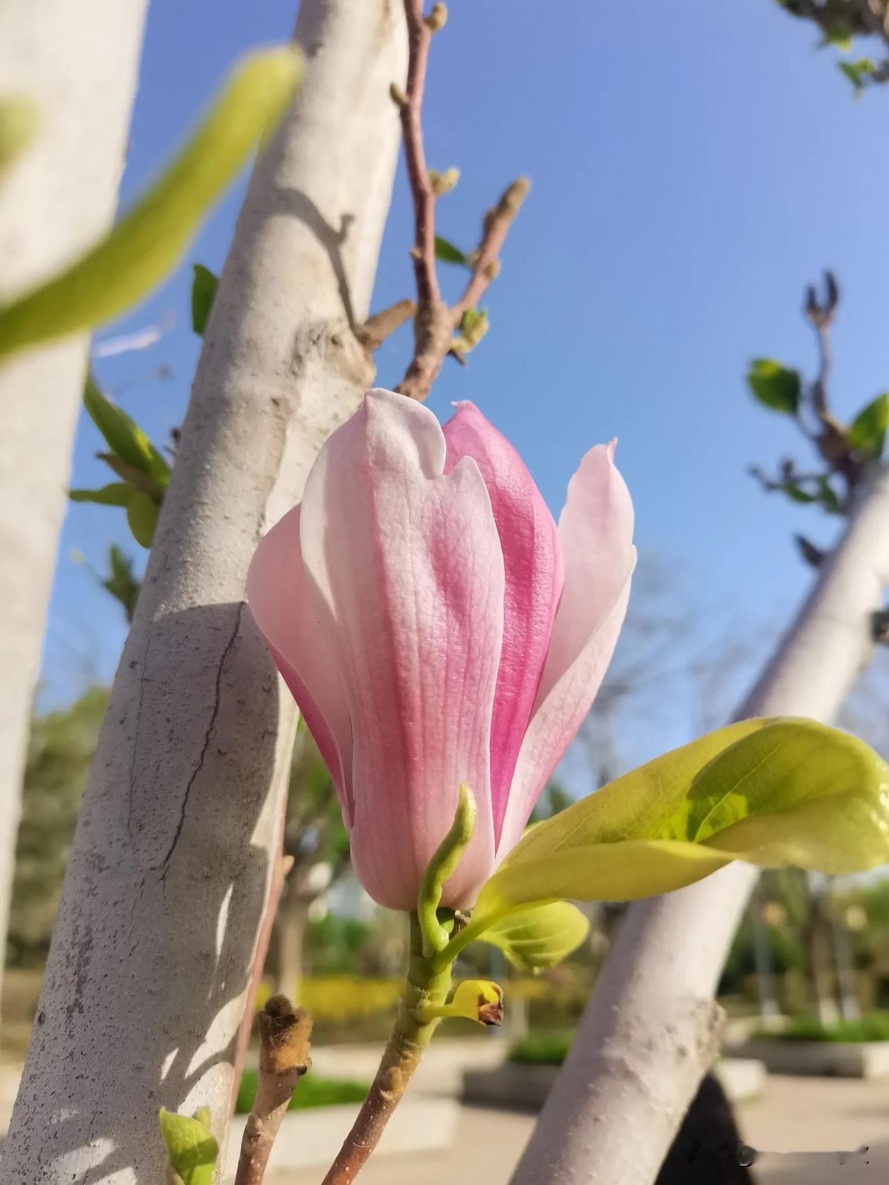 在这里陪读三年，都没认真仔细看过门口公园的花花草草。

今天早上陪父母散步，居然