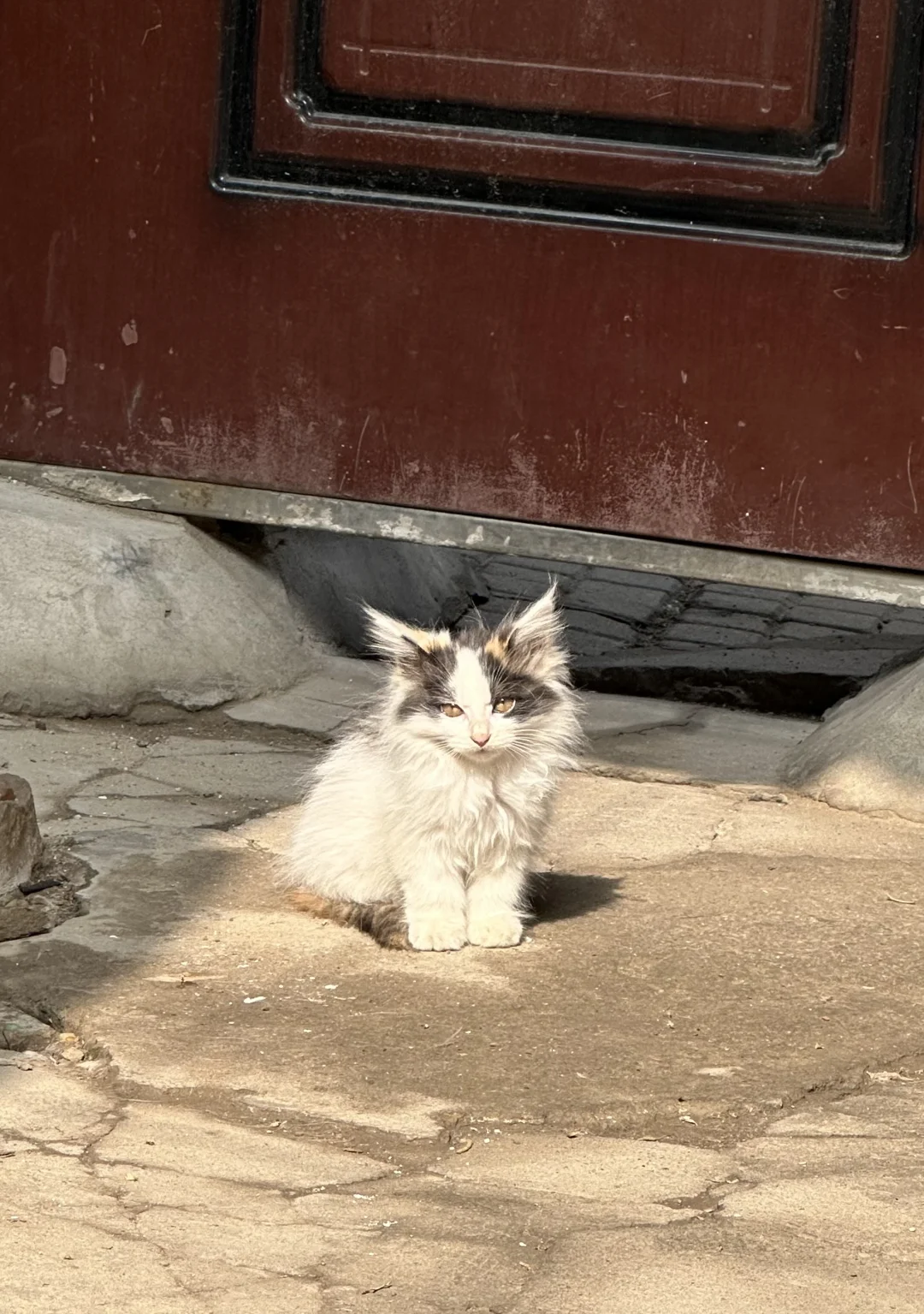 给我看看你领养的猫现在长什么样？