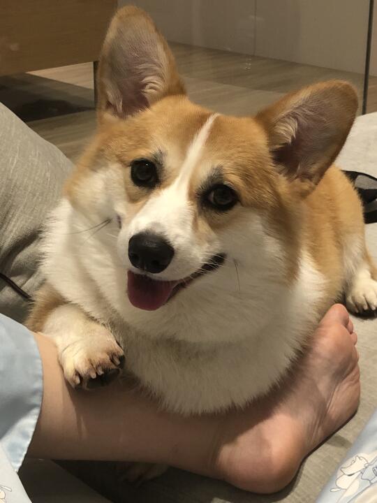 狗里狗气
