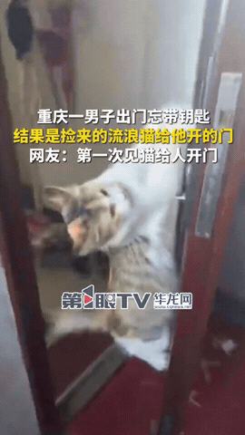 太有灵性了！重庆，男子出门没带钥匙，想起前几天捡了只流浪猫在家里，他就试着叫了一