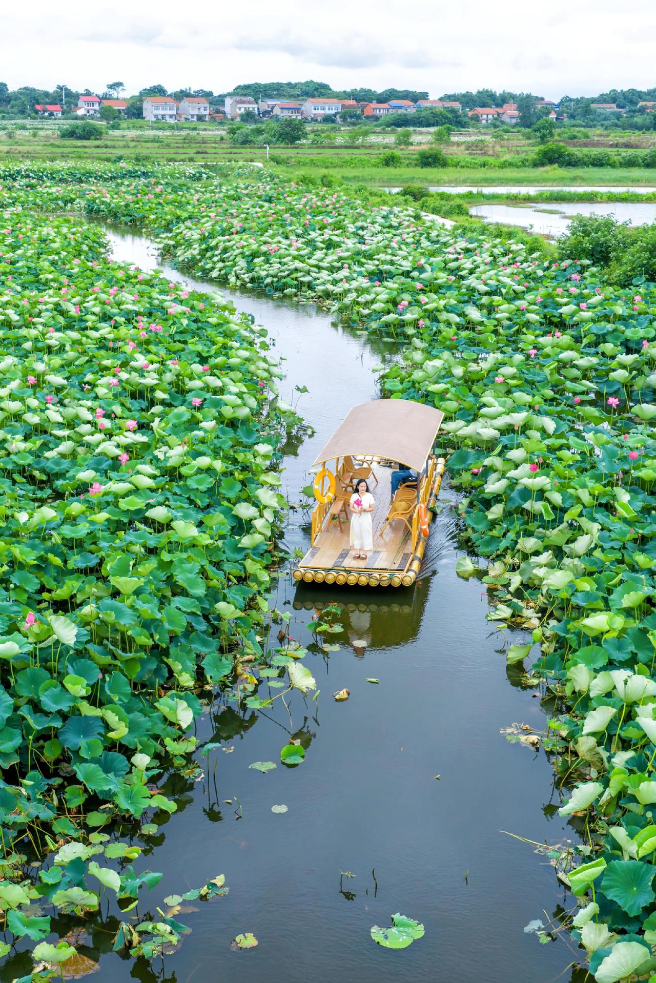 就在武汉江夏法泗鑫农湖荷花湿地公园又是一年荷花盛开的季节 又到了拍荷花的季节 荷