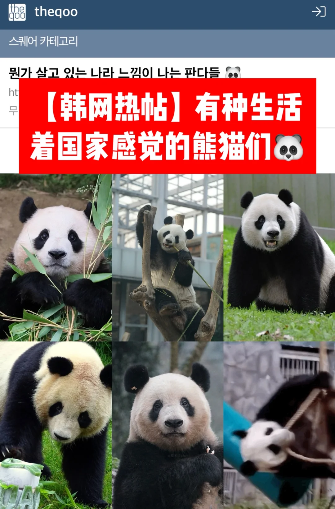 🔥韩网热帖｜有种生活着国家特性的熊猫们🐼