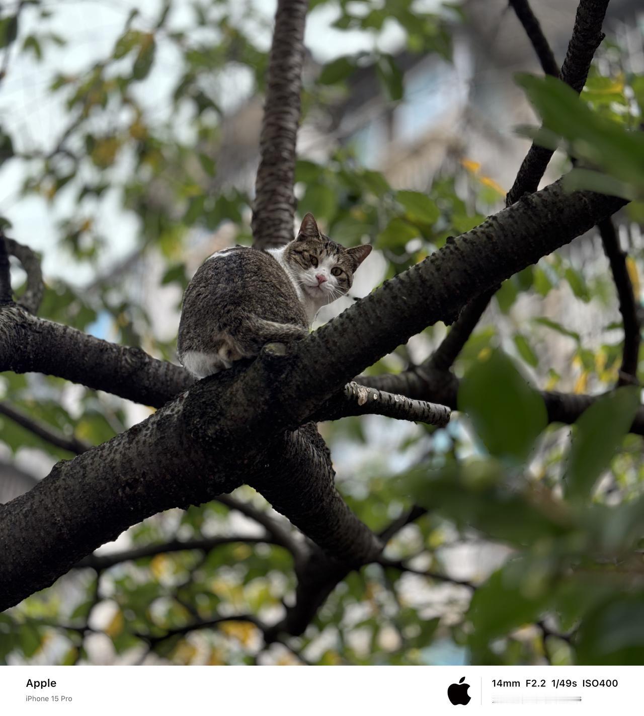 再次偶遇这只猫，手机记录一下。街边偶遇小猫 野外遇小猫咪
