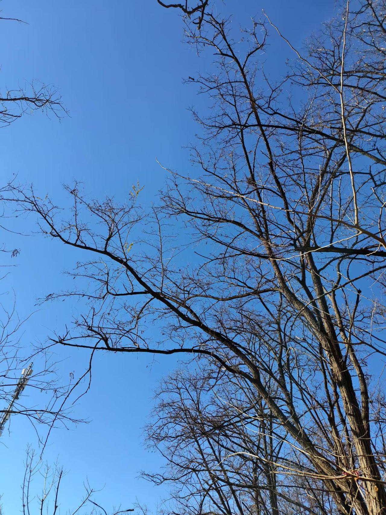 北京冬天的 树，
是褪去华服后的一座座铁画银钩。
你看不到一片叶子———不是枯黄