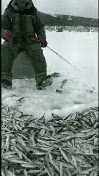 照这速度，这一天估计会把河里的鱼都钓没了！