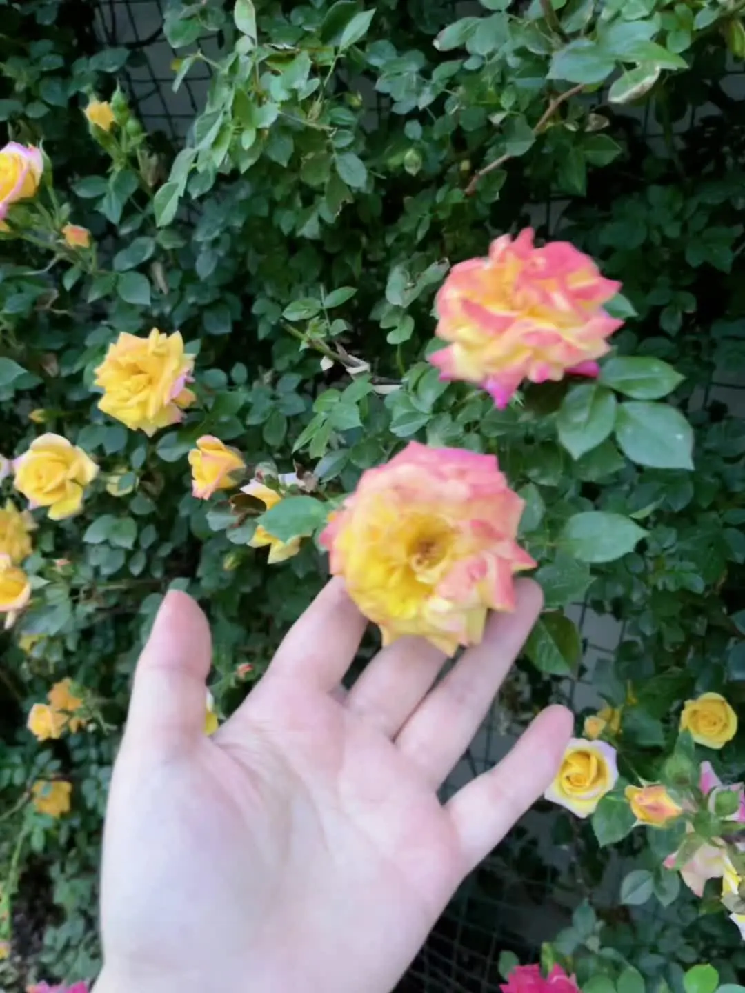 爱生活爱养花 月季蔷薇 我的花花世界 鲜花盛开 院子生活