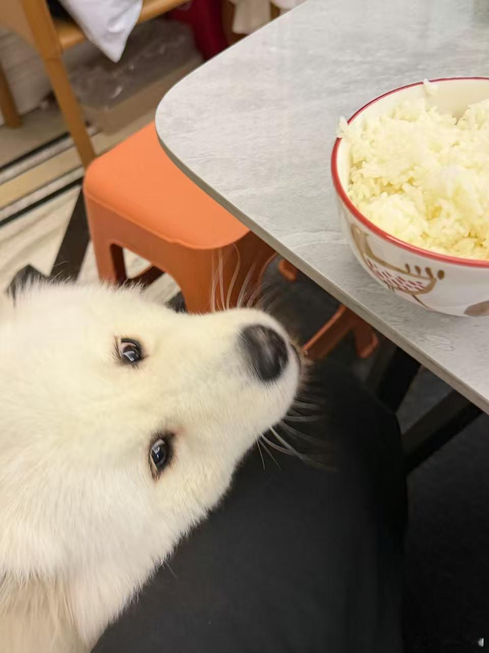 被伞兵发的六岁多肉萌哭了伞兵晒出多肉六岁生日日常，粉嫩小蛋糕搭配软萌萨摩耶，治愈