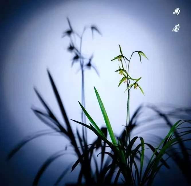 幽兰
寒谷幽兰惊暮晚，
孤亭残月叹秋风，
清香不赠销魂骨，
枯尽痴缘落堕空。