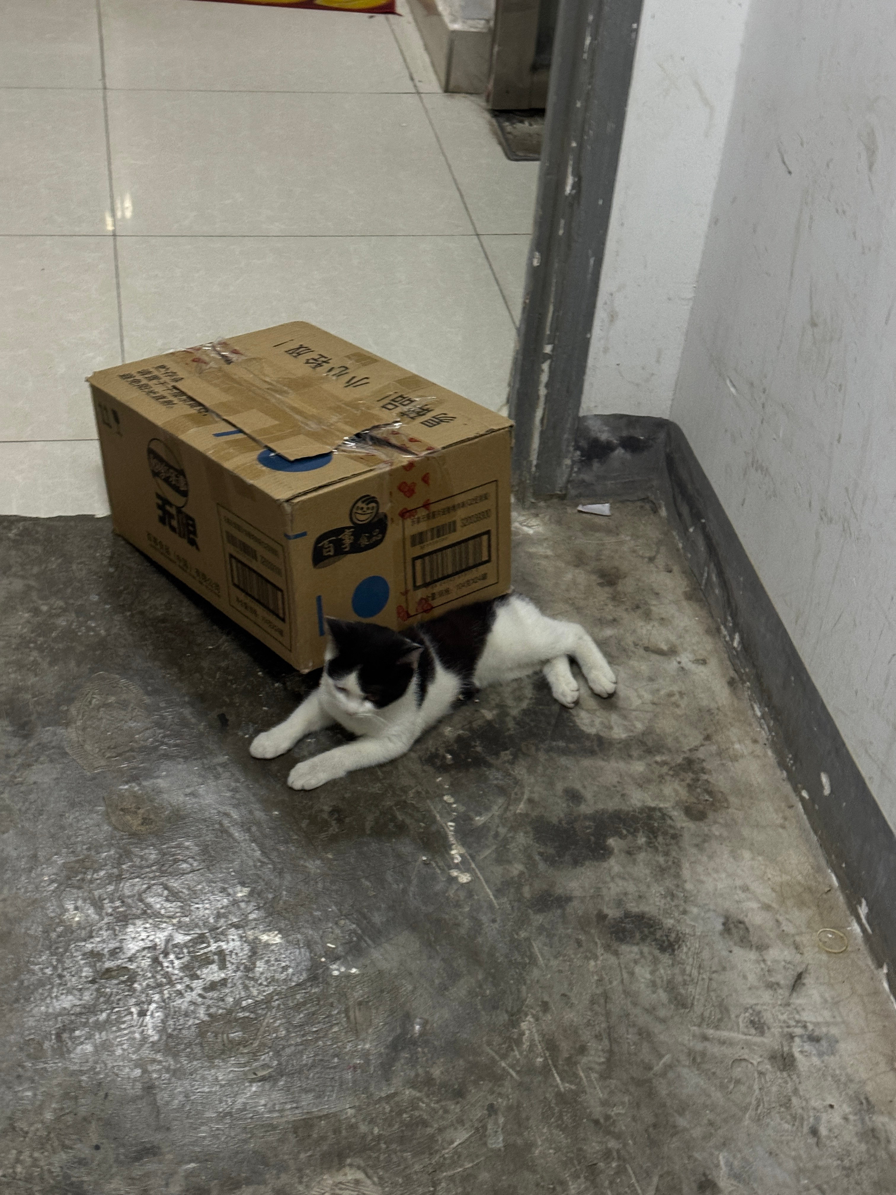 早上出门发现门口用来放快递的纸箱跑了好远 我走过去准备踢回去结果有阻力，在这只奶
