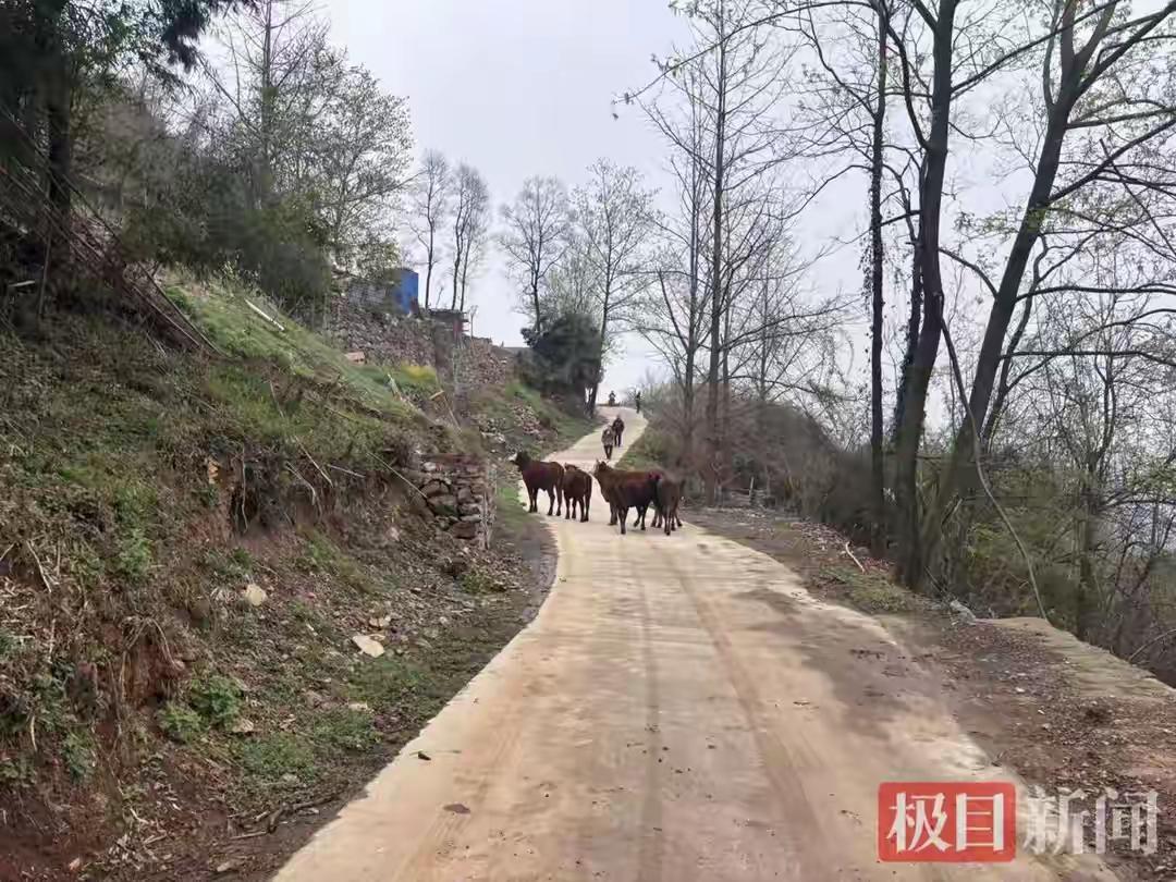 深山丢牛愁坏老农，警航天眼半小时寻回耕牛
 六头黄牛失联两日，春耕在即家底悬于一