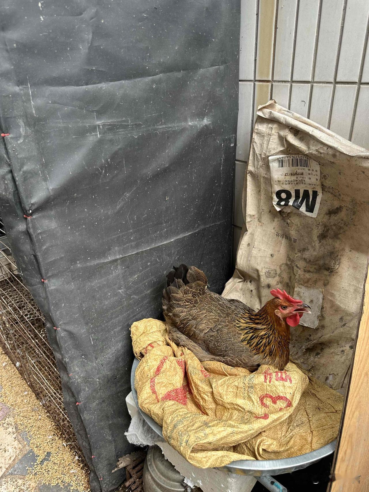 这只小母鸡躲在角落里开始生蛋啦