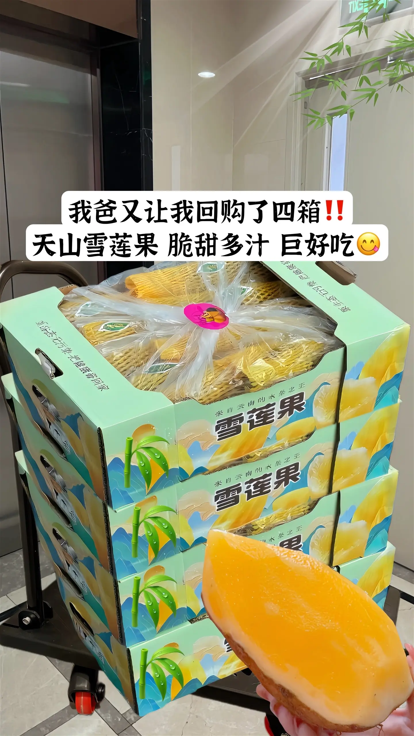 雪莲果 天山雪莲果 脆甜多汁 应季水果现挖现发