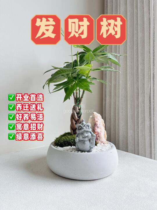 🇲🇾小众治愈系发财树盆景【现货】