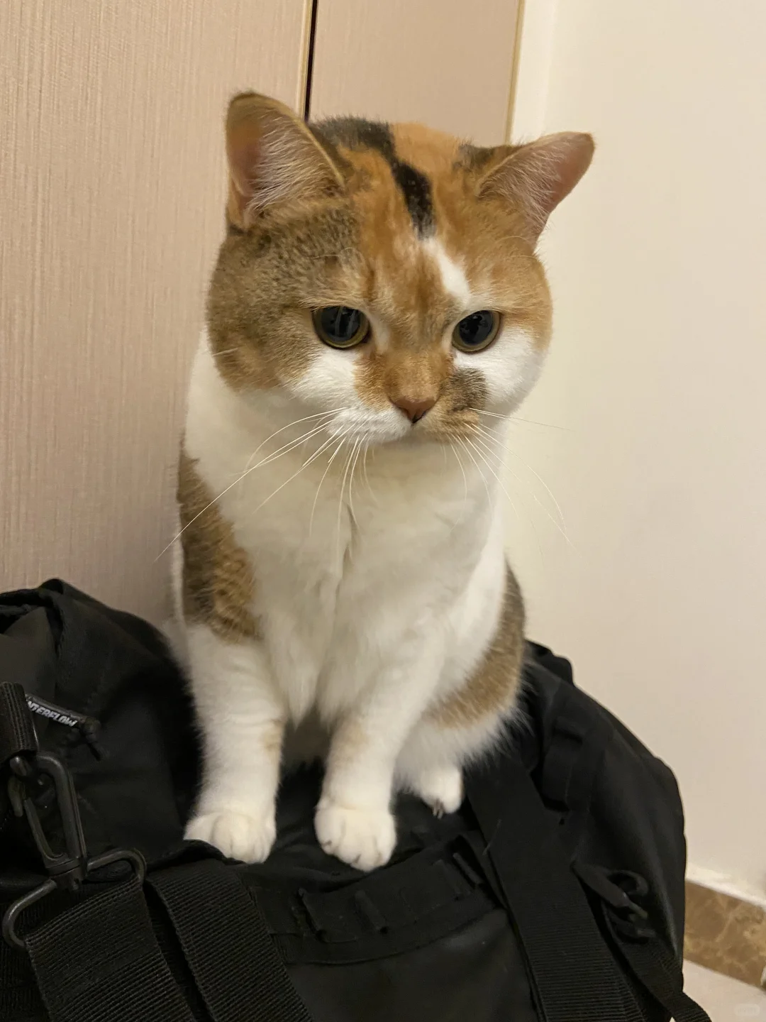 人怕出名猪怕壮