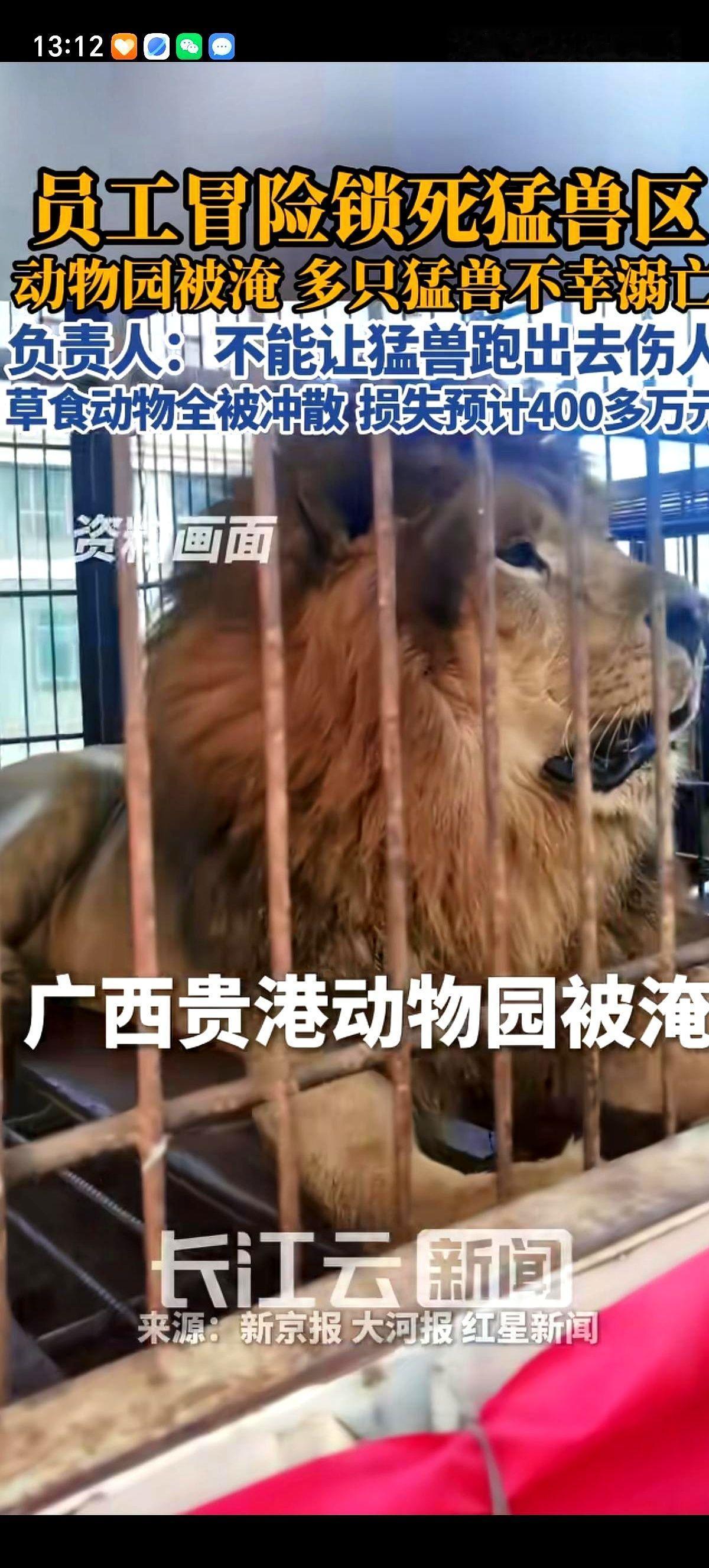广西贵港那家被淹的动物园，在洪水彻底漫上来之前，负责人王女士下了一道命令。
把园