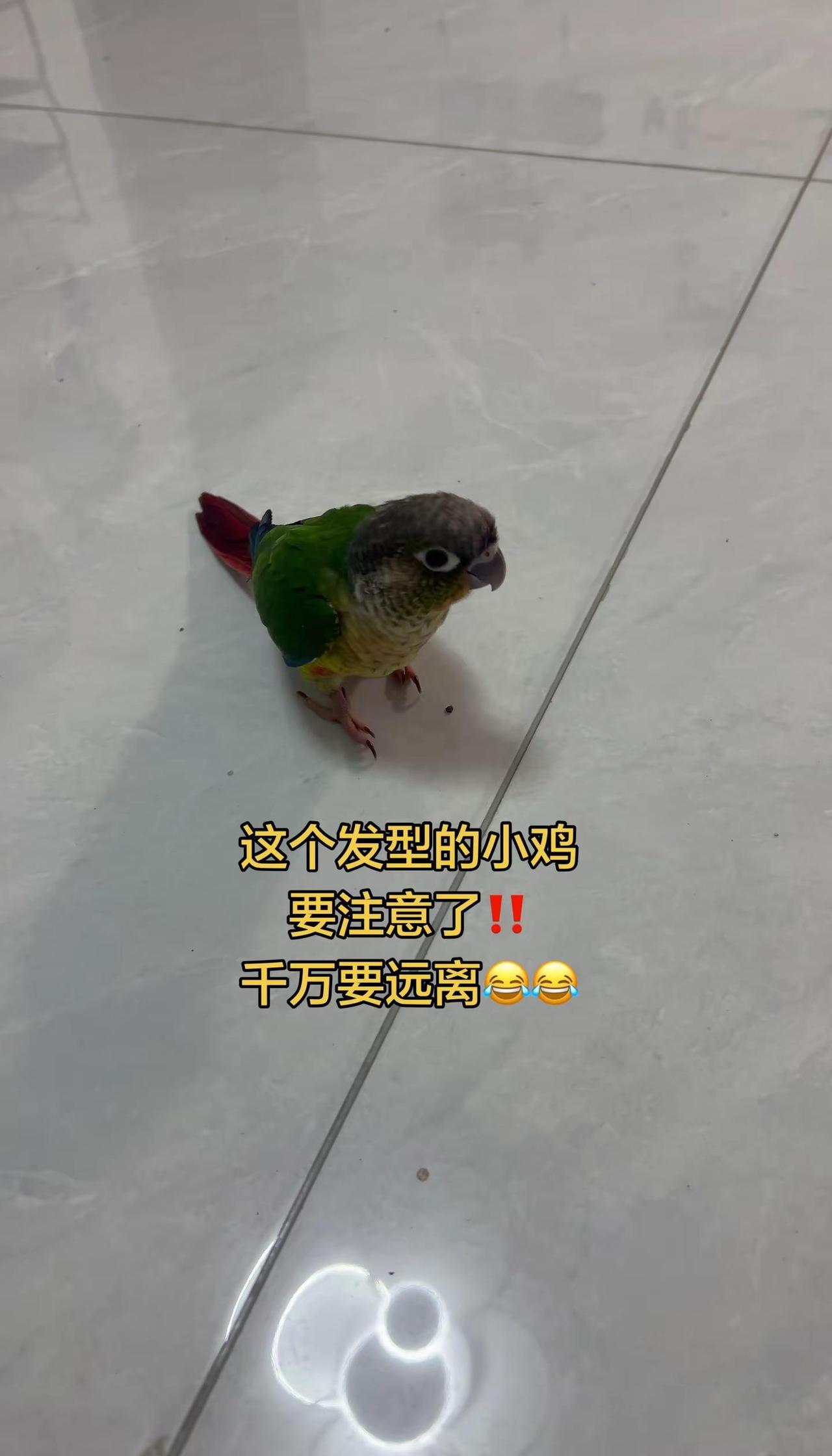 我家这只鸡脾气太臭了、动不动就生气、咬人抓人手养鹦鹉 小太阳鹦鹉 萌宠出道计划 