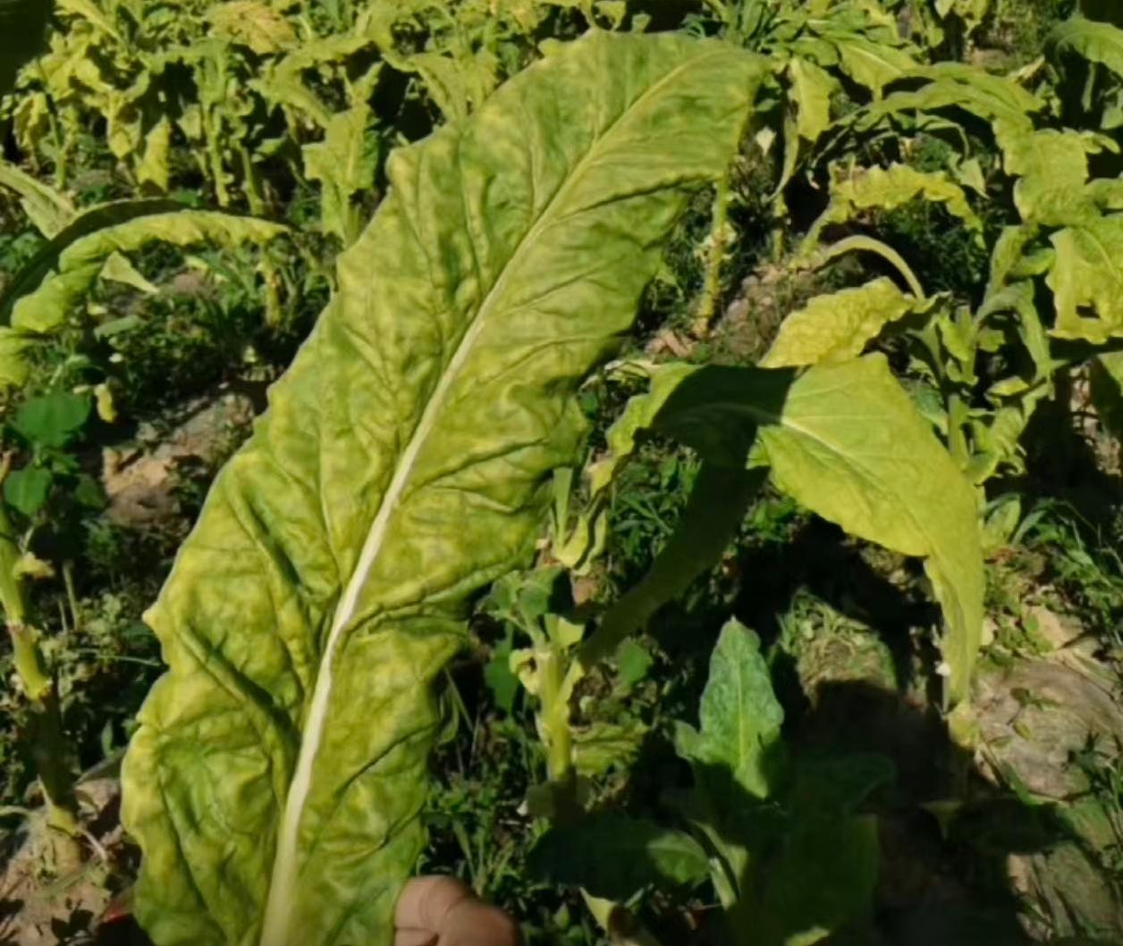 这几天刷头条，都在晒青菜，我也拿出一片青菜叶来晒一晒。
         问一下