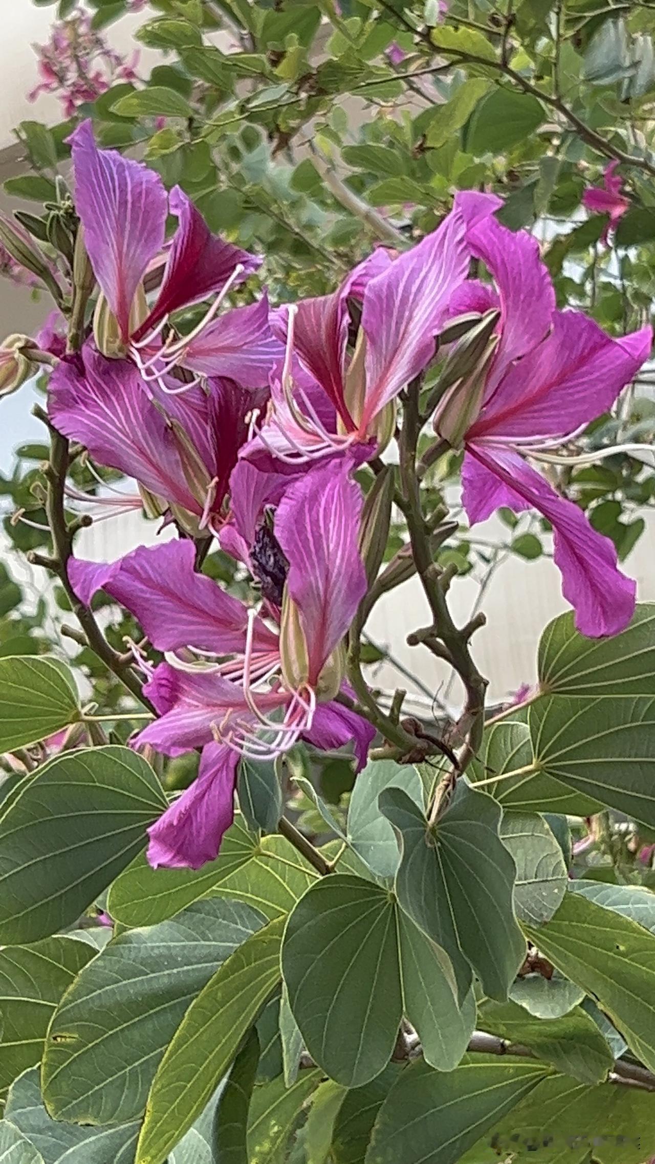 经过四天的舟车劳顿，终于从郑州到达惠州，租住在华润小径湾小区，是海景房，租期七天