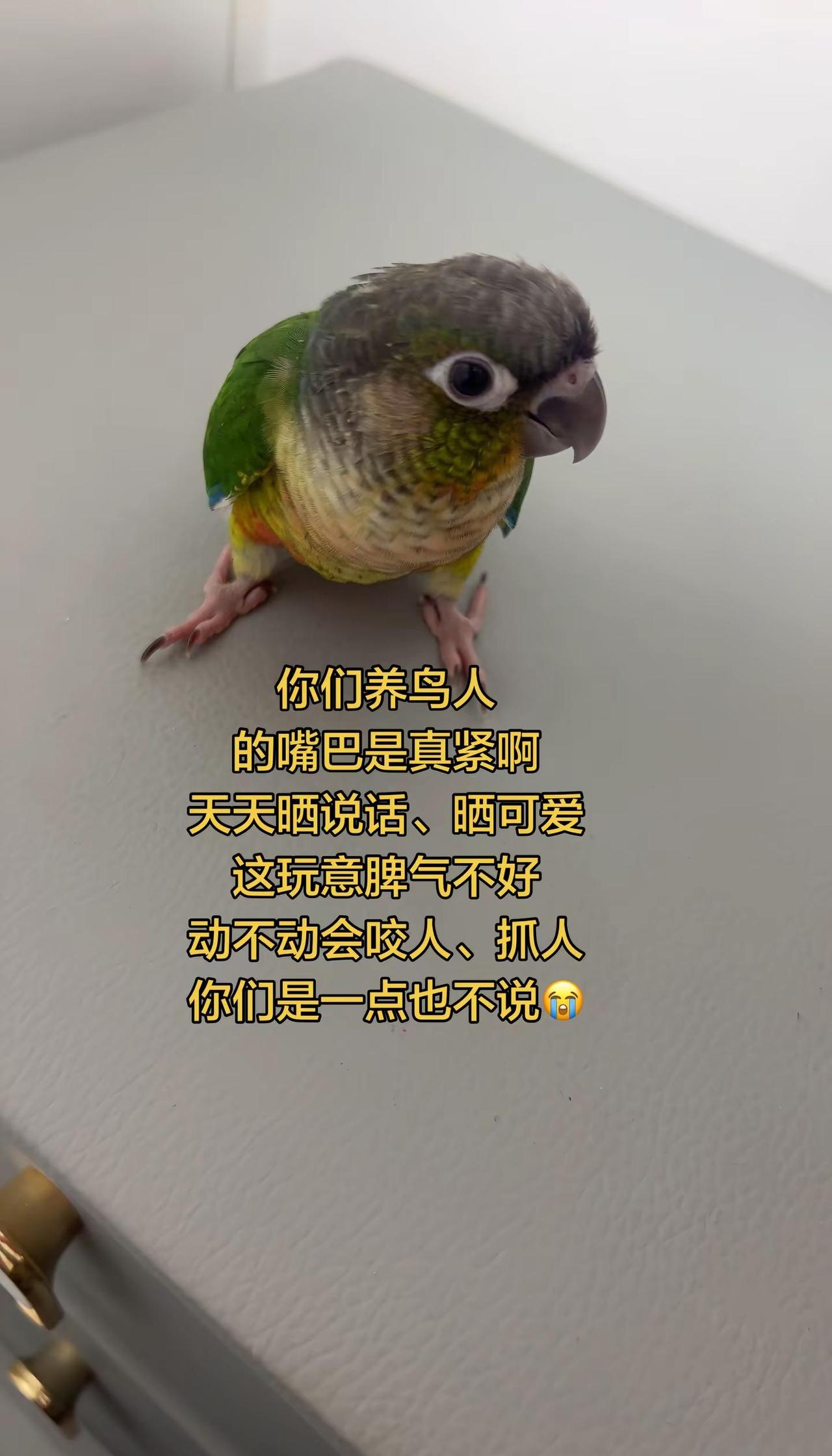 我家这只小鸡脾气好臭！动不动就生气咬人炸毛手养鹦鹉 小太阳鹦鹉 萌宠出道计划 鹦