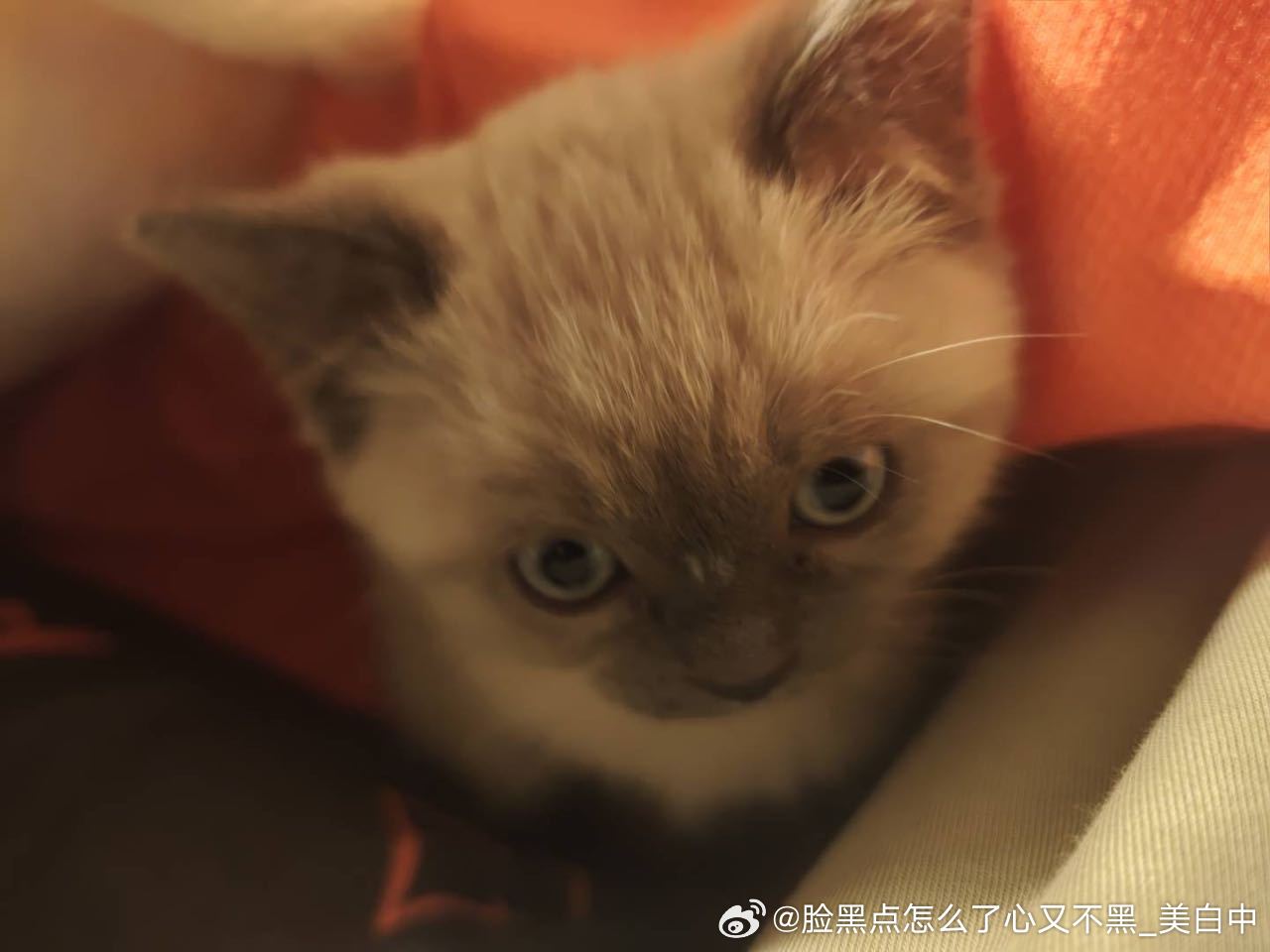 4403只黑脸这是偶小时候的照片呀…我素雅茨呀…偶的牙都还没长完呀好多东西都不能