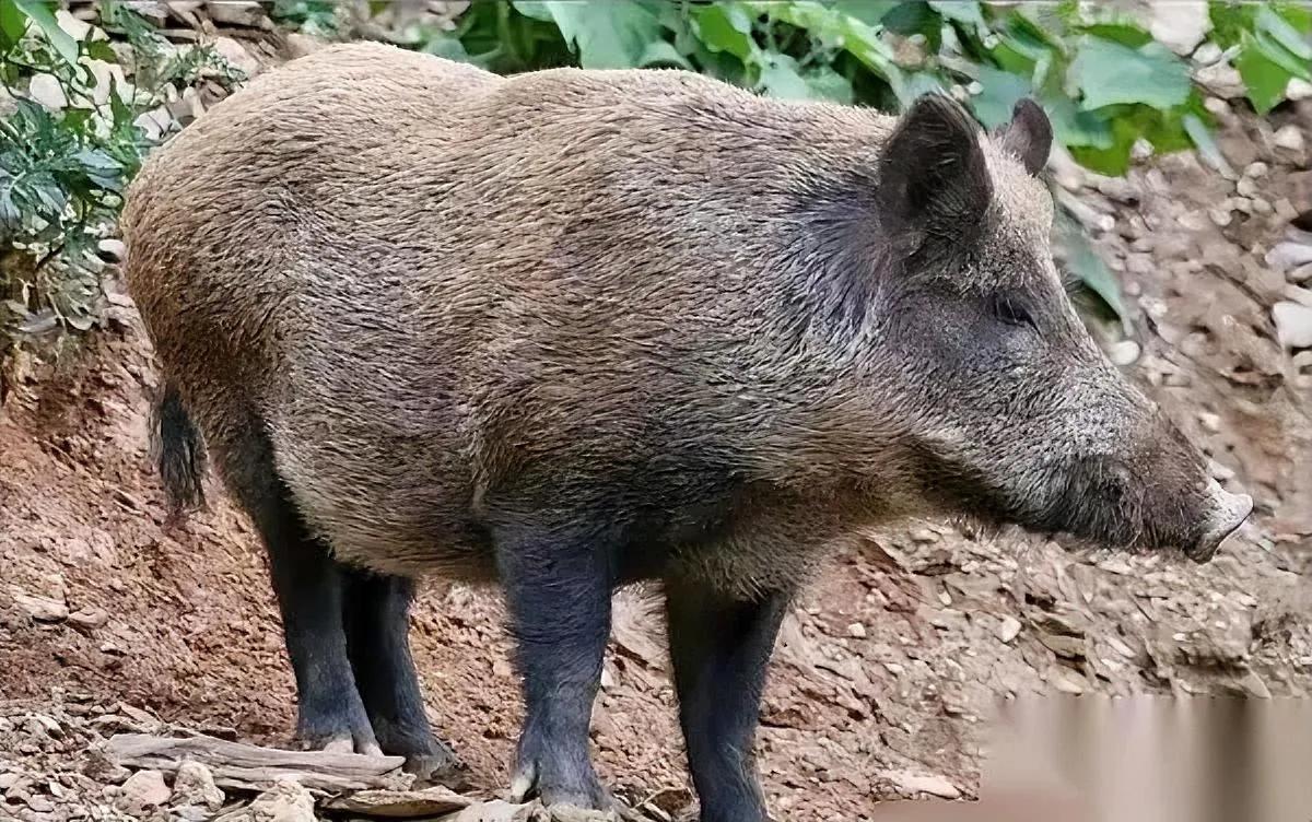 最近选手退赛有点多？

原来有人搞到了大野猪！

这可不是小事儿，当别人还在挨饿