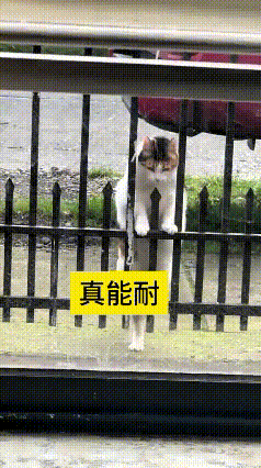 看到这个视频，我直接看愣了！这小猫也太有本事了！先踮着脚量好高度，然后瞄准时机“