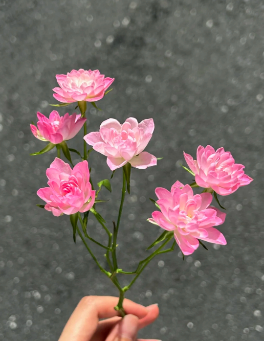 天河繁星玫瑰，真的太像荷花了吧！！真的很好看[舔屏][舔屏]今天心情真的被治愈了