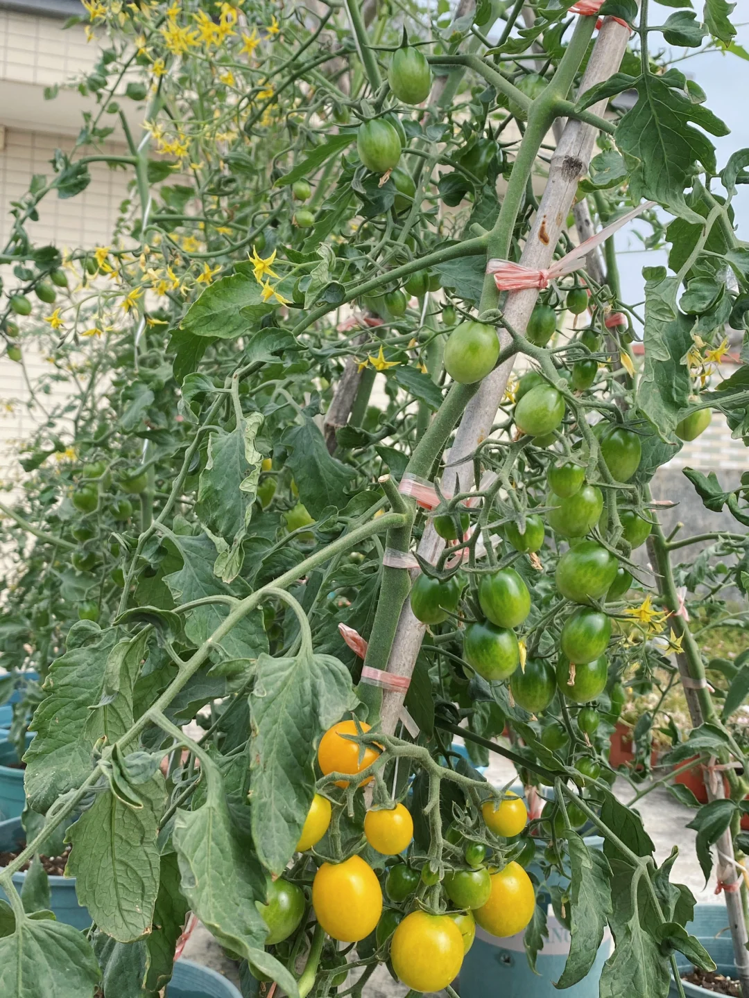 放养的番茄，乱七八糟，没怎么管它们