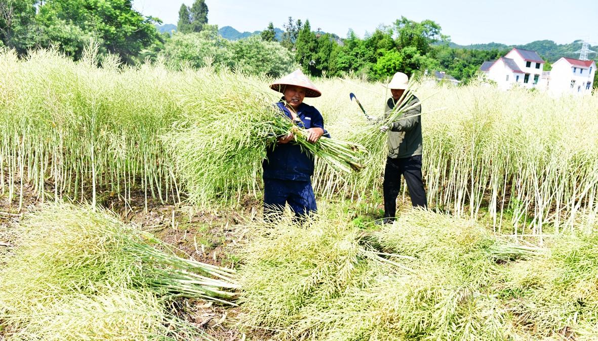 《立夏油菜收割忙》
 袁俊山

​不觉何时春无影，
​夏鸟夜半啼到明。
​声声喋