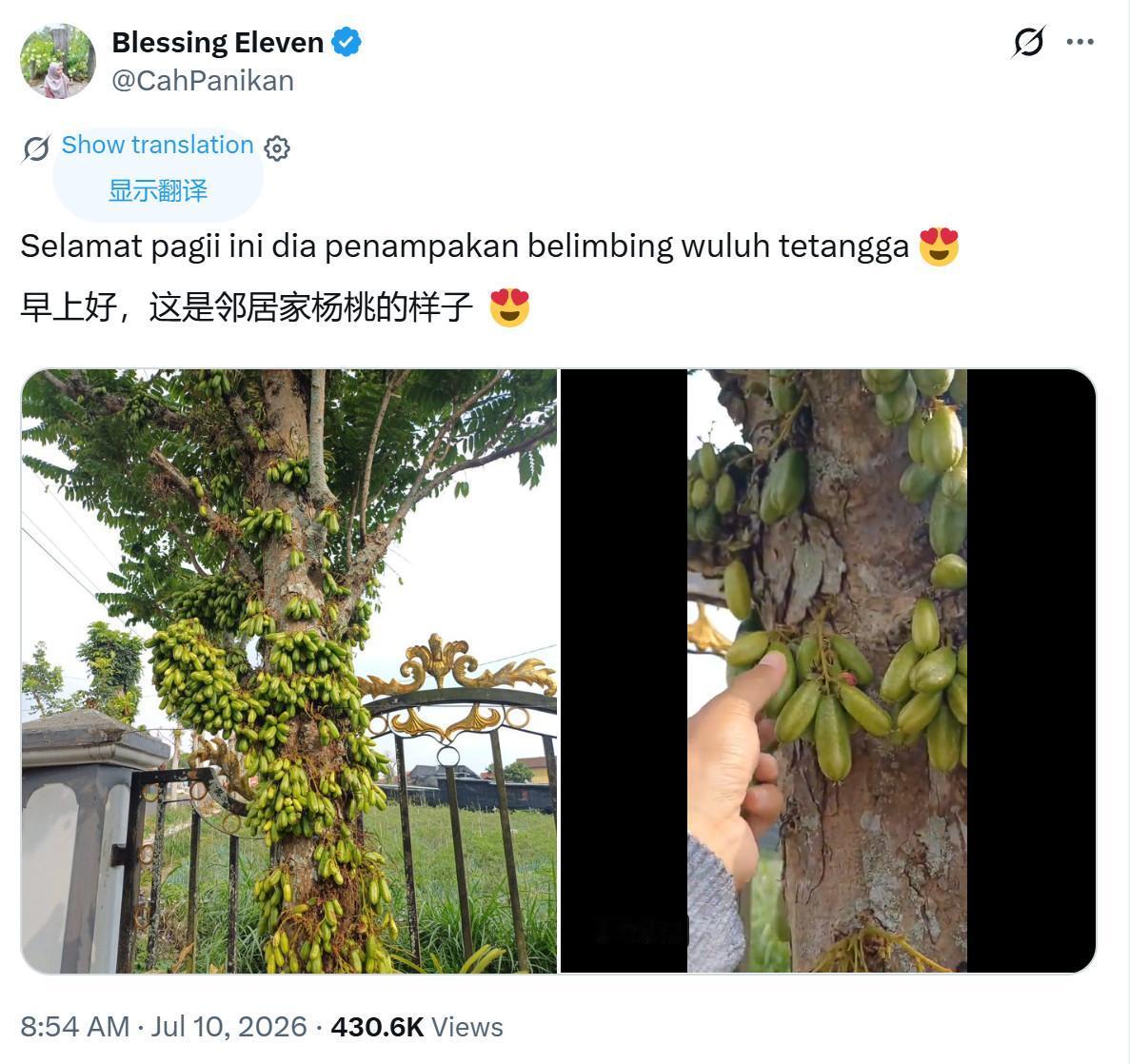 有人吃过印尼“蔬菜杨桃”吗？三敛，俗称酸杨桃、黄瓜杨桃、木胡瓜。印尼全境家家户户