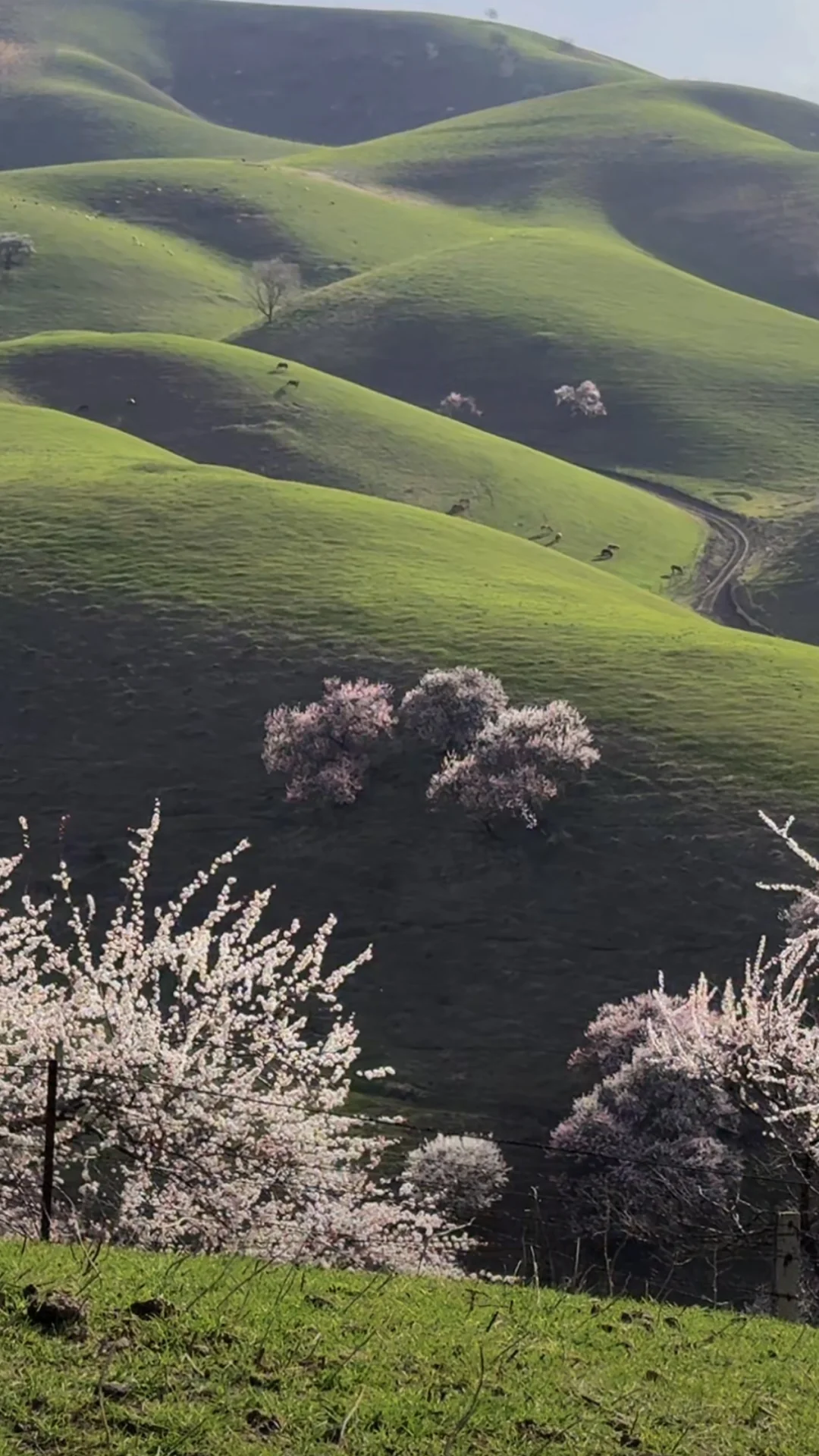 3.31号，伊犁杏花沟真实情况