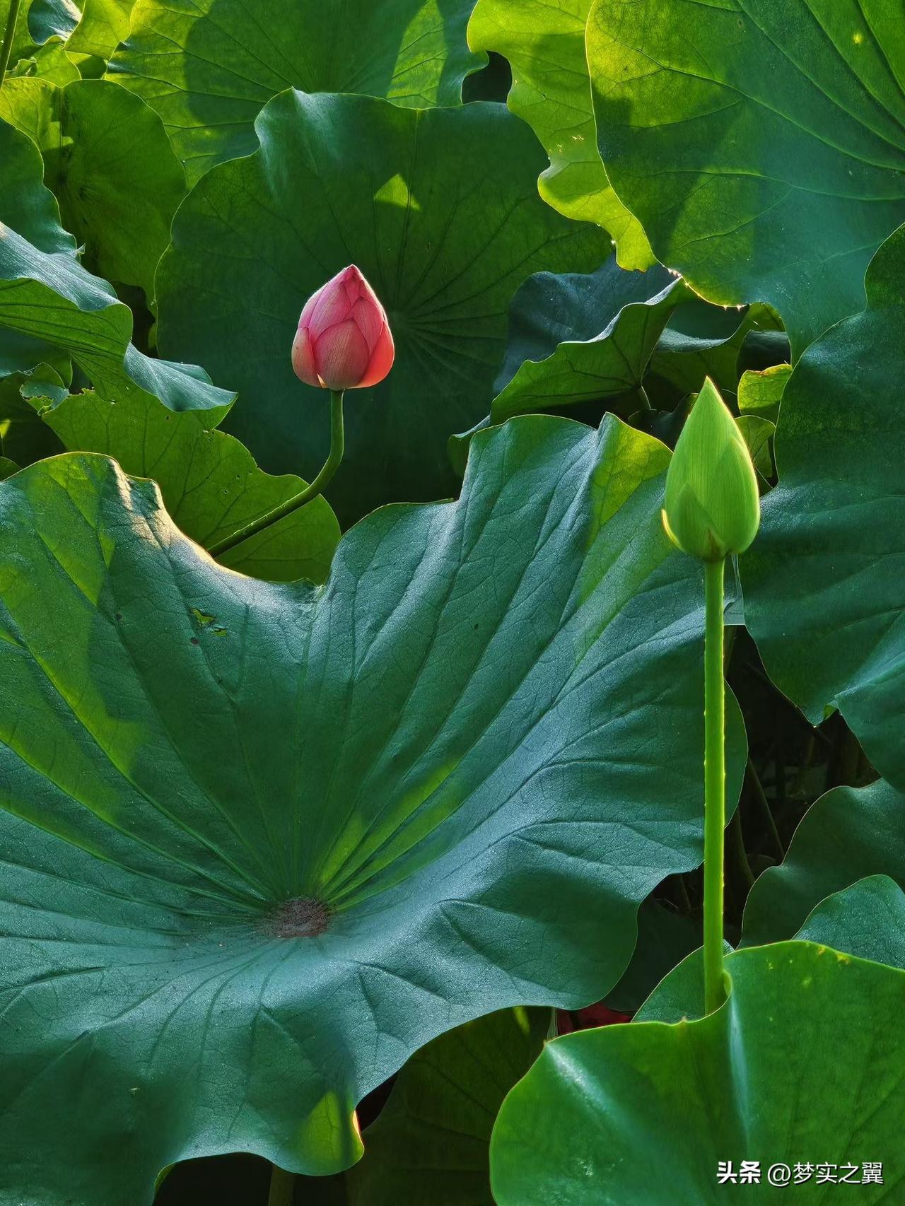 【小对联】
上：……？
下：生物圈。